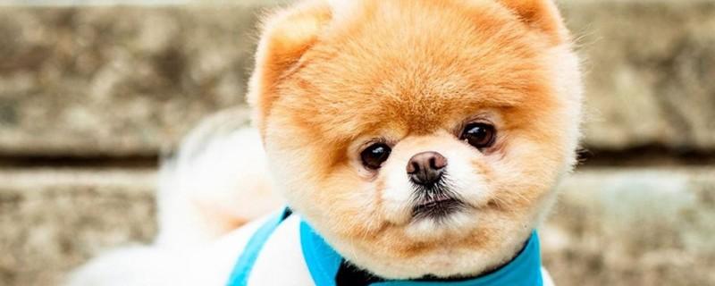 俊介犬和博美的区别，俊介狗品种是英系博美