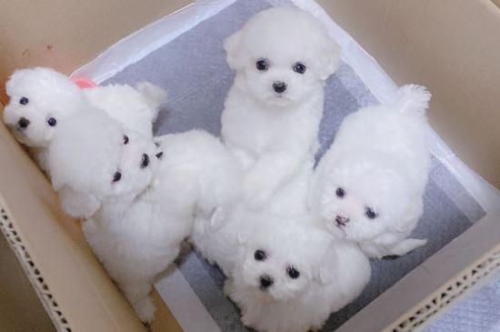 纯种比熊犬多少钱一只，纯种比熊价格1200-6500元
