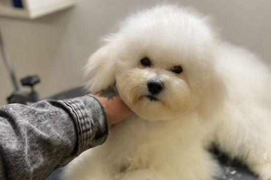 纯种比熊犬多少钱一只，纯种比熊价格1200-6500元