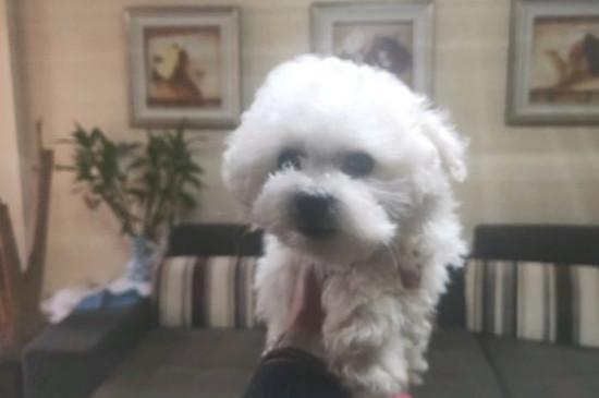 比熊幼犬一般多少度会冷