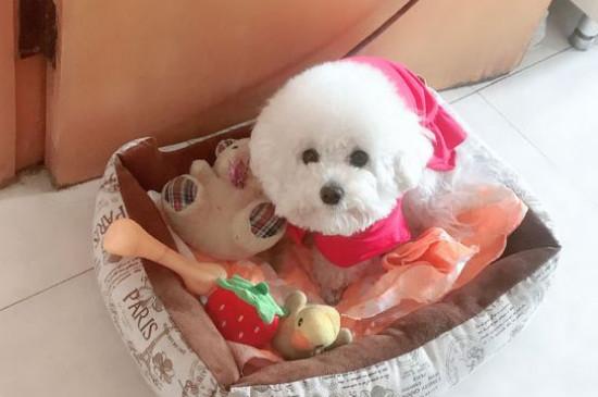 比熊幼犬一般多少度会冷