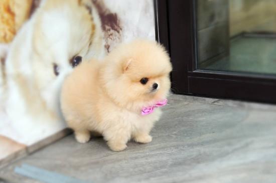 博美茶杯犬价格多少钱一只，价钱一般在8000元左右