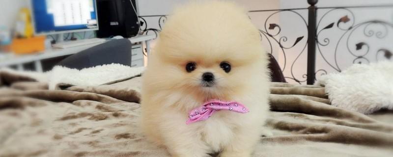 博美茶杯犬价格多少钱一只，价钱一般在8000元左右