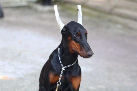 杜宾犬怎么训练,教杜宾犬的方法和技巧
