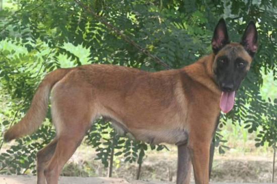 怎样喂养与训练马犬，驯养马犬的四个要点