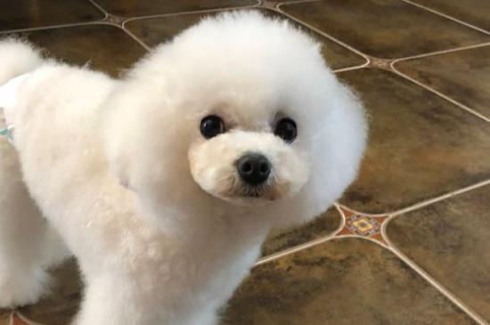 泰迪多大可以训练定点大小便