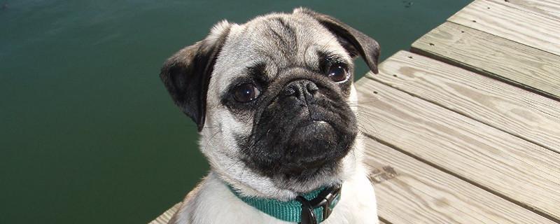 巴哥犬像哮喘一样的