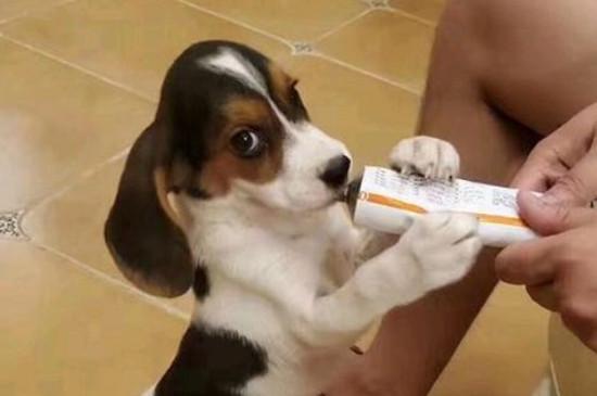 比格犬为什么很少人养