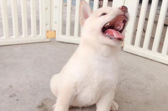 养柴犬的禁忌