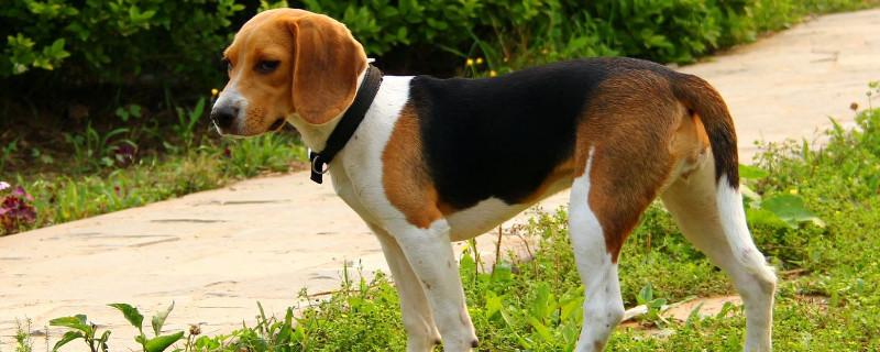 比格犬为什么便宜