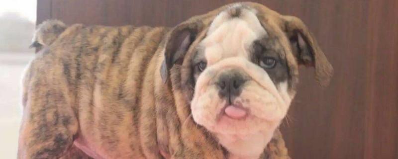 英斗犬会忘记主人吗