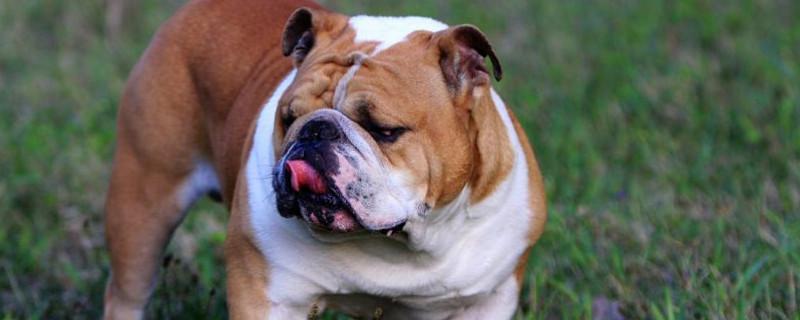 英国斗牛犬怎么除臭
