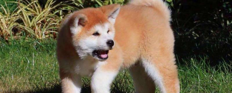 秋田犬智商相当于几岁
