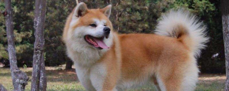 秋田犬为什么那么贵