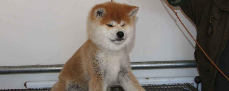 秋田一生认几个主人