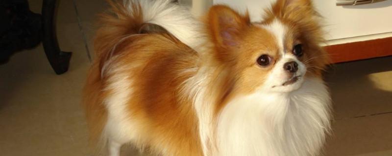 蝴蝶犬认识主人吗