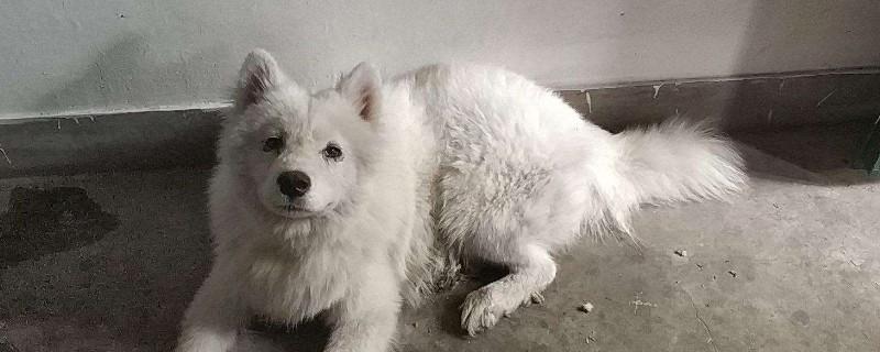 萨摩耶耳朵毛发黄