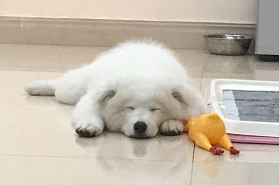 萨摩耶为什么不认主人