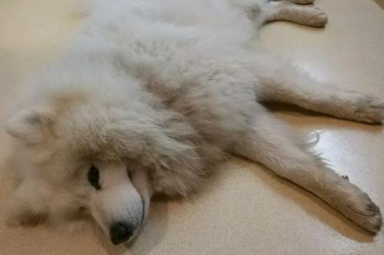 萨摩耶猴脸期注意什么