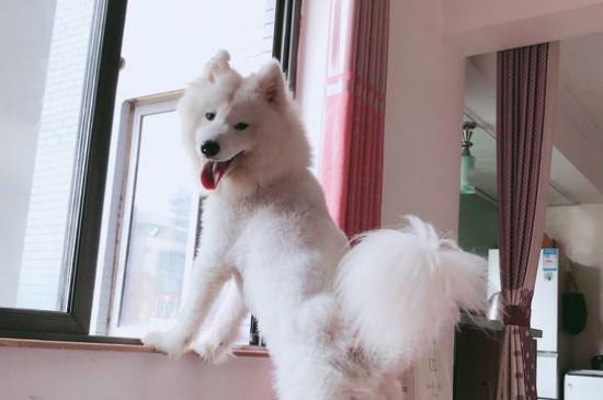 萨摩耶耳朵毛发黄