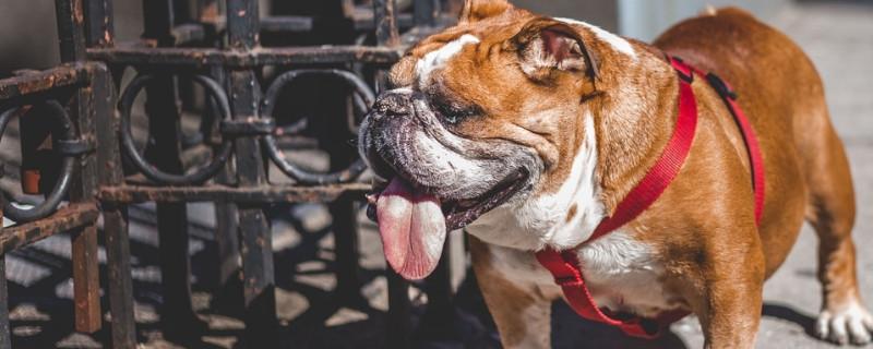 英国斗牛犬除臭方法