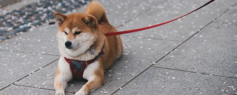 柴犬什么时候开始听话