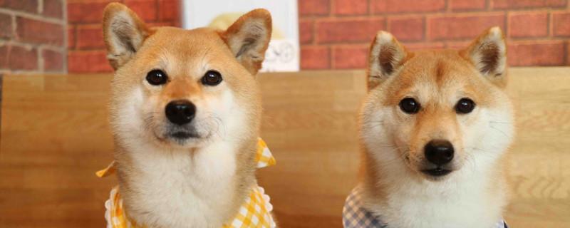 为什么不能养两只柴犬