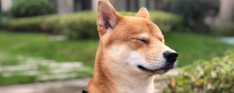 柴犬报复主人的表现