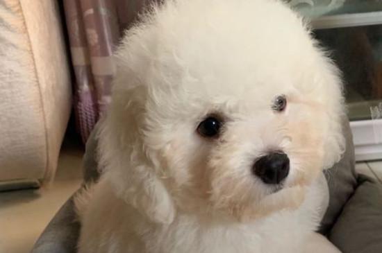 比熊心脏病有什么表现