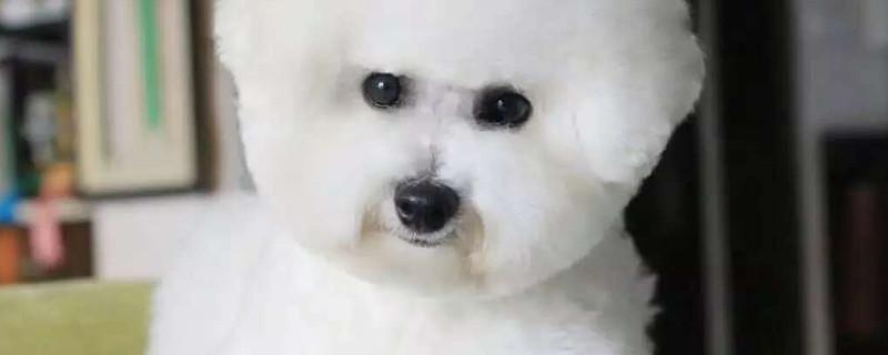 比熊心脏病有什么表现