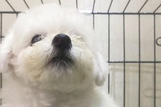 新手养比熊前应该准备什么