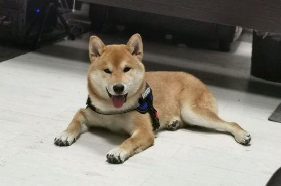 会笑的狗叫什么名字