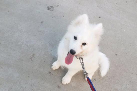 为什么萨摩耶是禁养犬