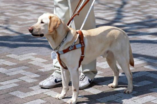为什么导盲犬不能玩球