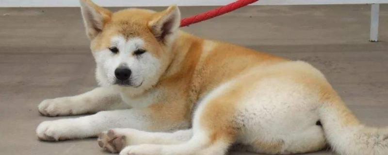 一般人养得起秋田犬吗