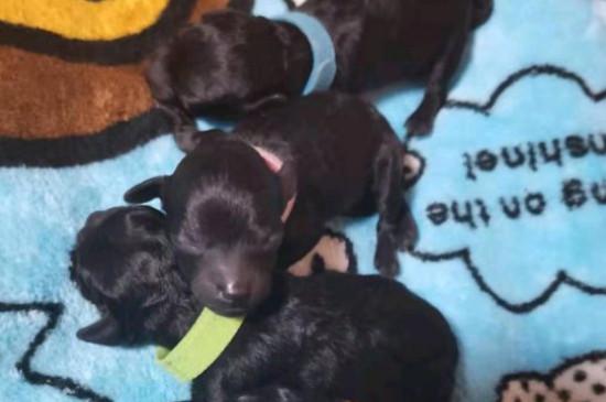 微小茶杯贵宾犬要多少钱，价格一般在6000元以上