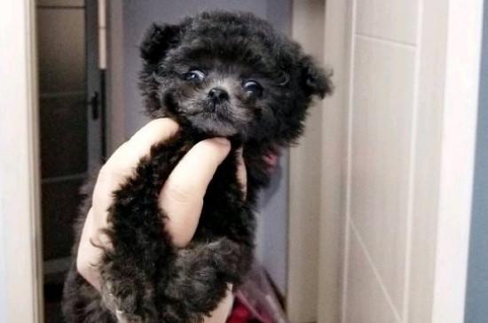 微小茶杯贵宾犬要多少钱，价格一般在6000元以上