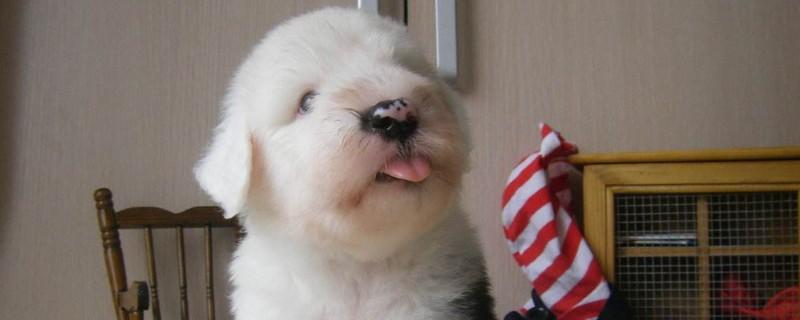 古牧幼犬价格大概多少钱一只，古牧多少钱一只幼崽