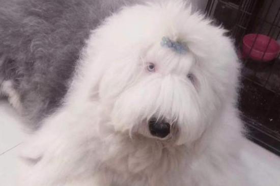 古牧幼犬价格大概多少钱一只，古牧多少钱一只幼崽