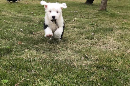 古牧幼犬价格大概多少钱一只，古牧多少钱一只幼崽