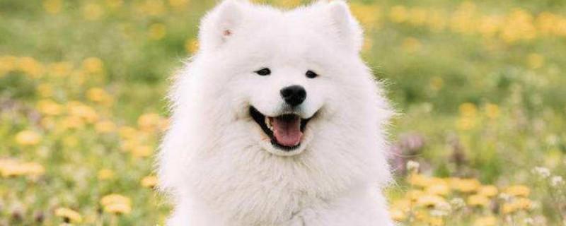 纯种萨摩耶犬多少钱一只,幼犬价格大概在800-4000元左右