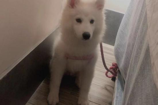 纯种萨摩耶犬多少钱一只,幼犬价格大概在800-4000元左右