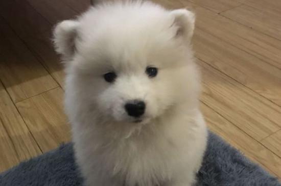 纯种萨摩耶犬多少钱一只,幼犬价格大概在800-4000元左右