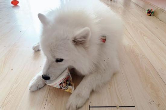 纯种萨摩耶犬多少钱一只,幼犬价格大概在800-4000元左右