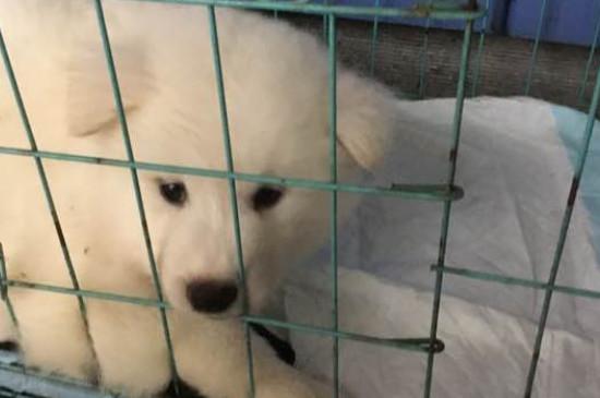 纯种萨摩耶犬多少钱一只,幼犬价格大概在800-4000元左右