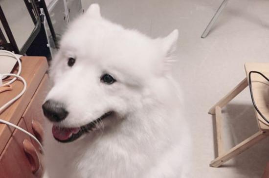 纯种萨摩耶犬多少钱一只,幼犬价格大概在800-4000元左右