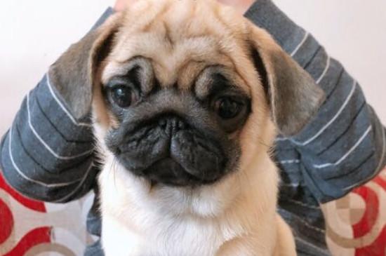 巴哥犬性格怎么样，巴哥犬的性格优缺点