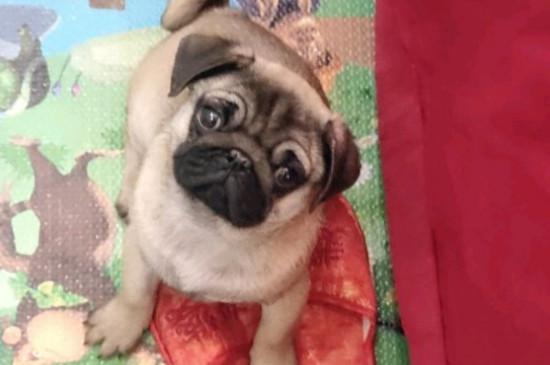 巴哥犬性格怎么样，巴哥犬的性格优缺点