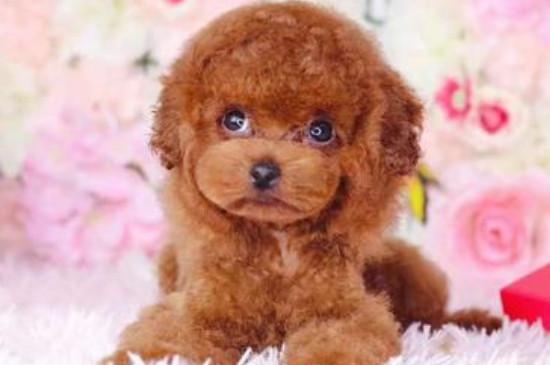 纯种茶杯泰迪犬多少钱一只，真泰迪茶杯狗价格在8000元以上