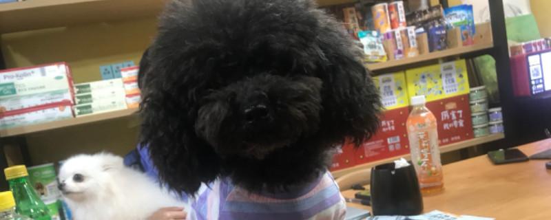 泰迪狗狗能吃草莓吗